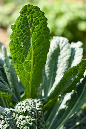 7.27.10_Kessler_32488