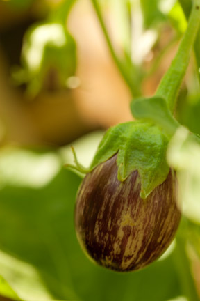 7.27.10_Kessler_32499