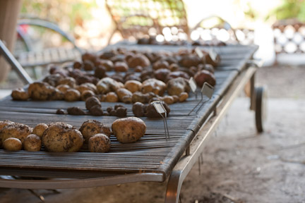 potato_Kessler_35242