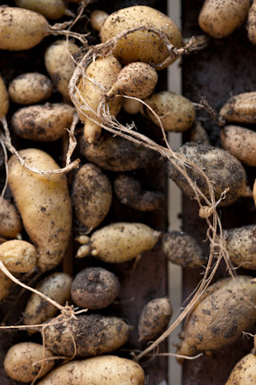 potato_Kessler_35250