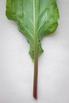 sorrel_Kessler_31162